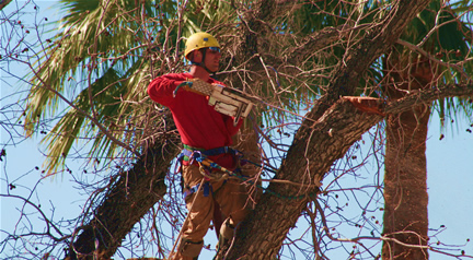 Certified Arborist and Owner Todd Hansen Removing a Large Dead Tree