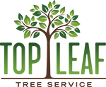 Top Leaf Tree Service - Expert Arizona Tree Trimming and Tree Removal by Certified Arborist Todd Hansen